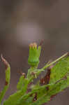 American burnweed